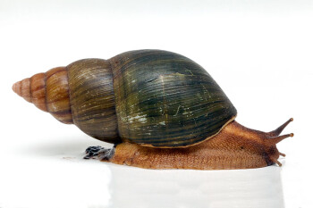 Achatina schweinfurthi simulans Congo